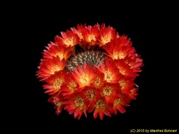 Sulcorebutia tiraquensis v. australis HS15 1230